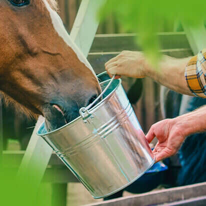 pferdefutter bubblenavibild